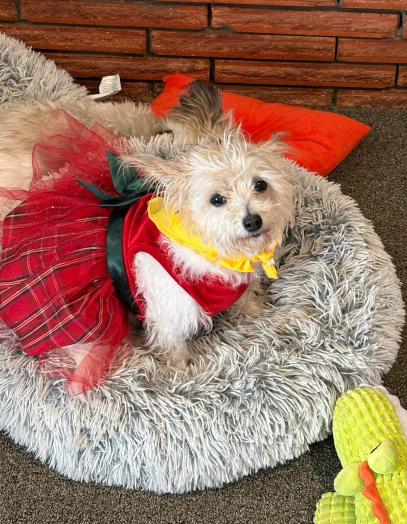 Bonnie & Gizmo photo 2