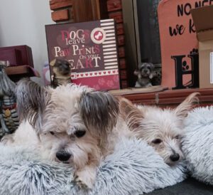Bonnie & Gizmo photo 1