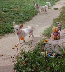 Bonnie & Gizmo photo 3
