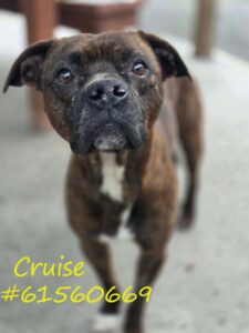 Cruise photo 3