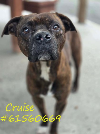 Cruise photo 3