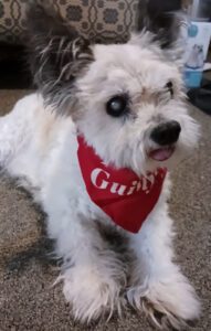 Bonnie & Gizmo photo 4