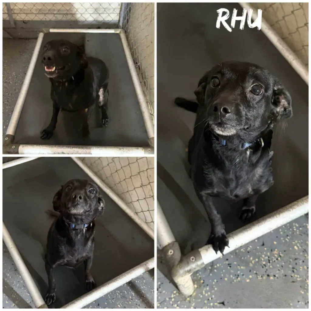 Rhu photo 1