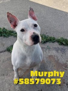 Murphy photo 3