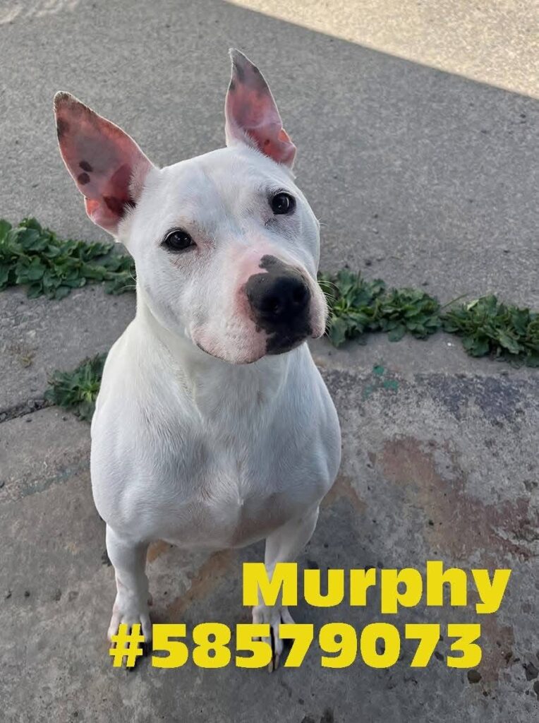 Murphy photo 3