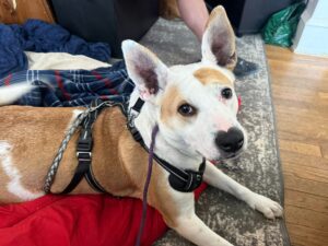 Nyla photo 3