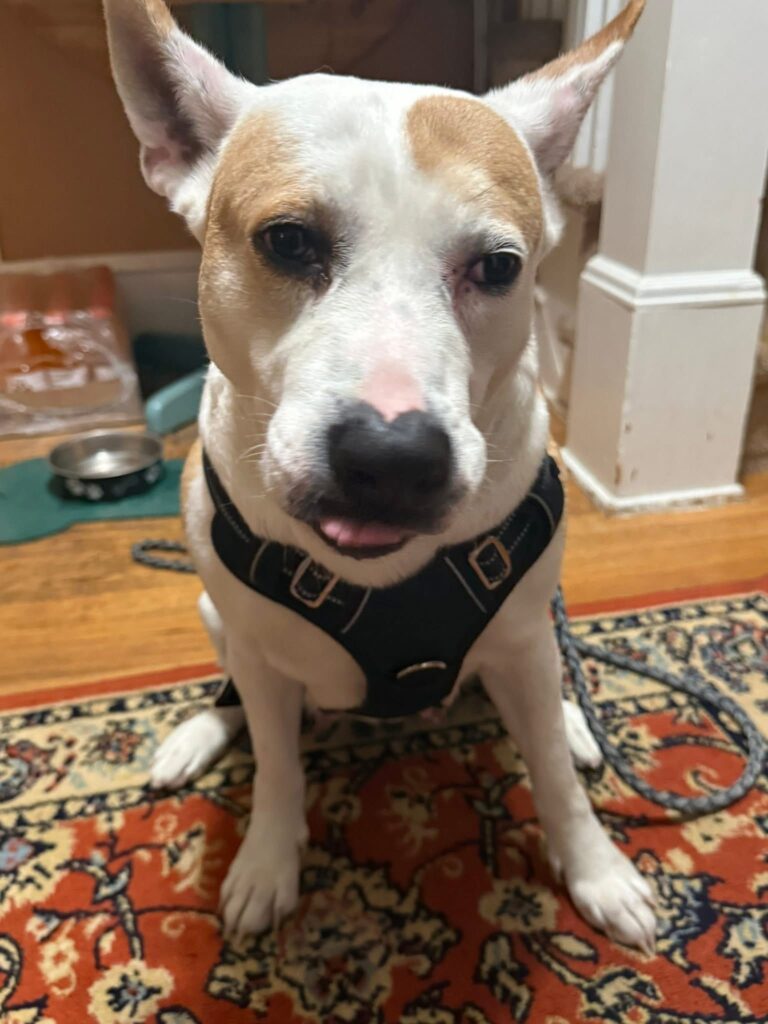 Nyla photo 4