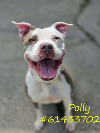 Polly photo 3