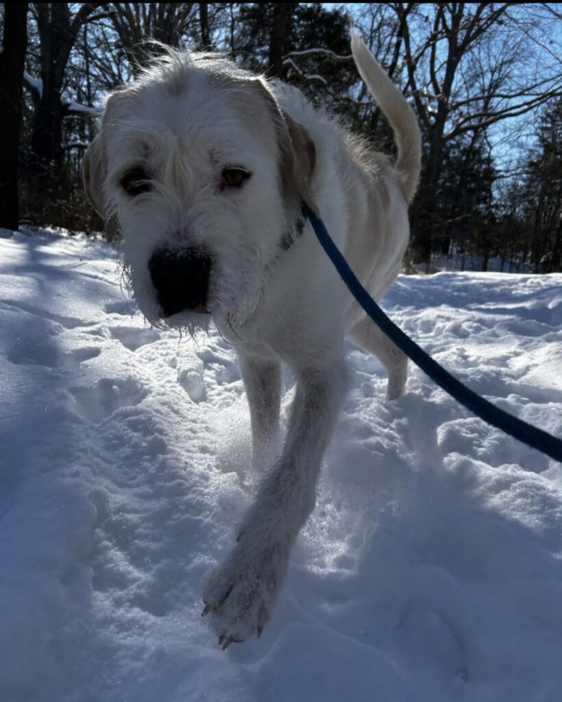 Rufus photo 1