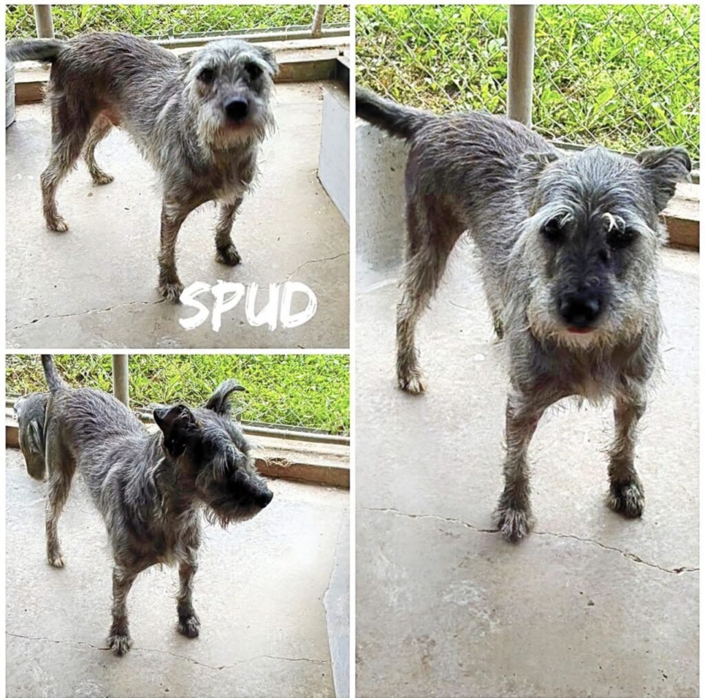Spud photo 1