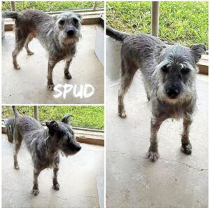Spud photo 1