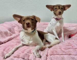 Woody & Poppy photo 1